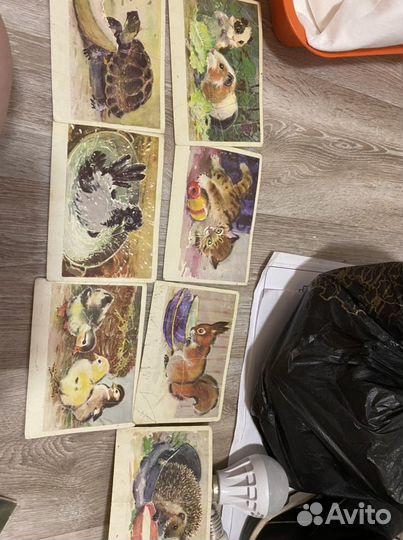 Открытки советские про животых