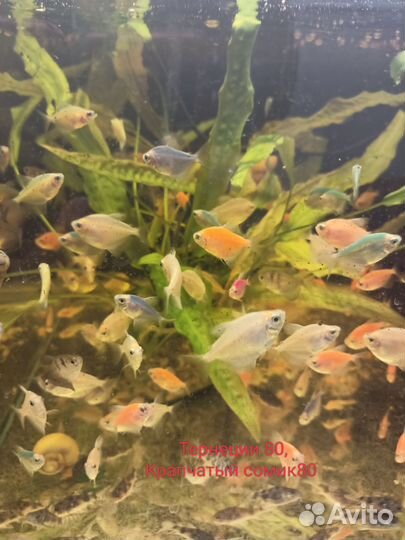 Аквариумные рыбки