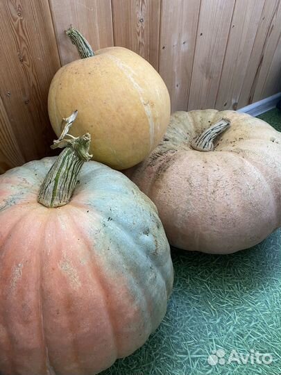 Тыква на Хэллоуин