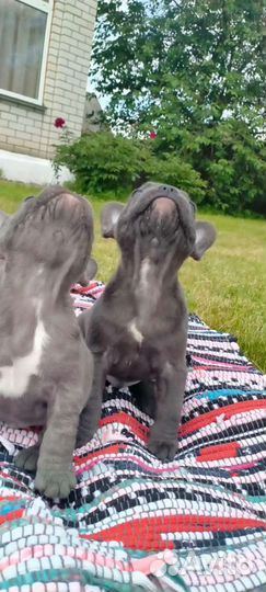 Французский бульдог голубой щенки