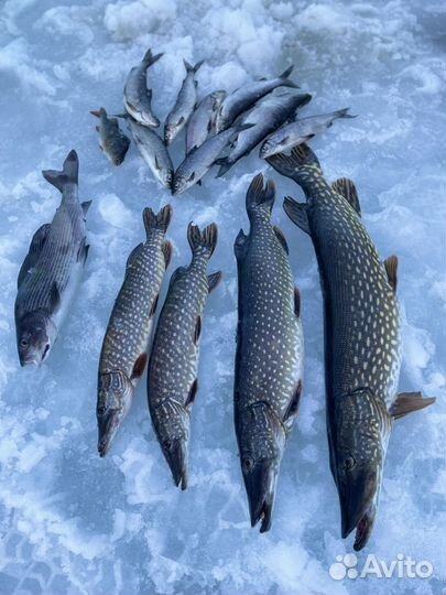 Сиг Щука, Хариус- рыба свежая