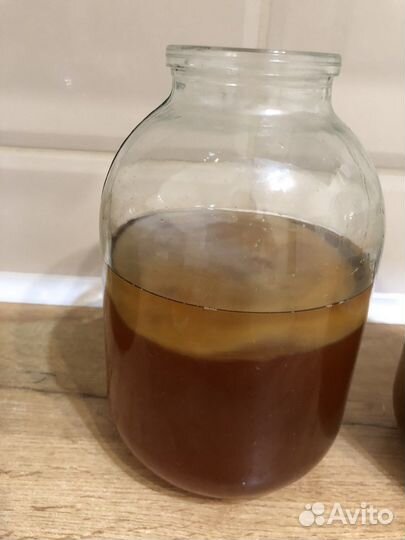 Чайный гриб комбуча