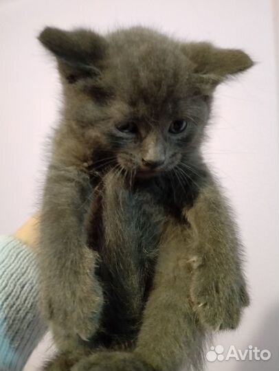 Продам котенка