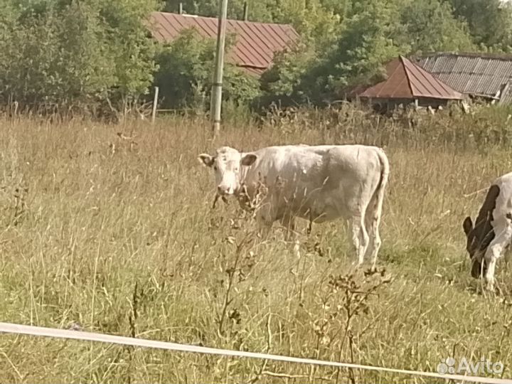 Корова тëлка Сементалка