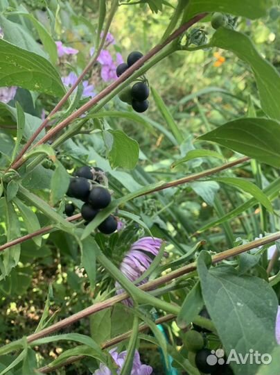 Послён поздника