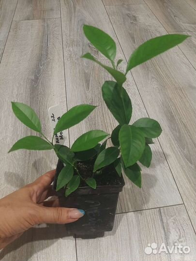 Мандариновое дерево