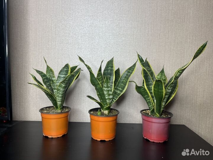 Сансевиерия комнатные цветы