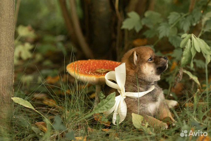 Щенки сиба