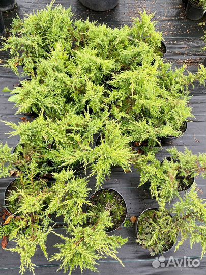 Можжевельник С3 контейнер в ассортименте