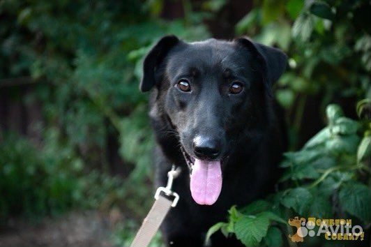 Собака в добрые руки