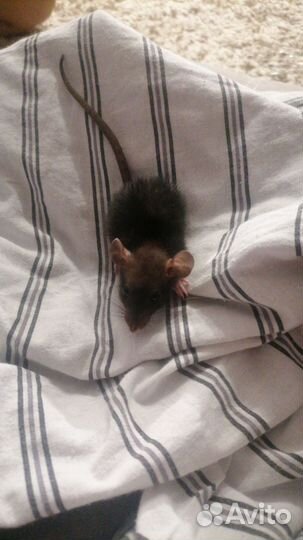 Крысёнок дамбо