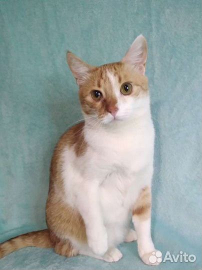 Роман ищет дом