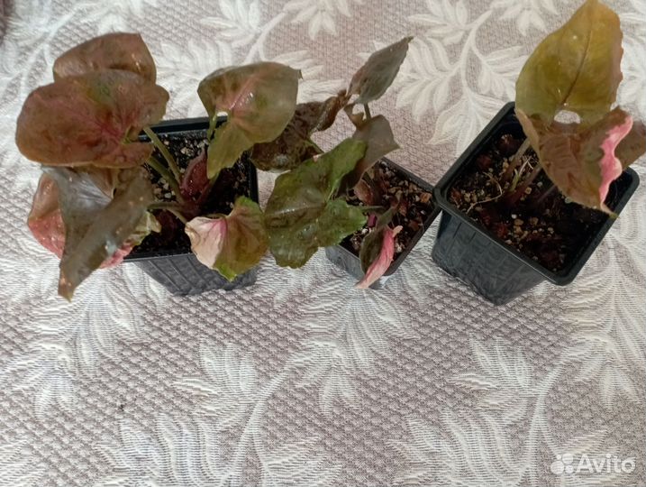 Сингониум клубничный лед galaxy