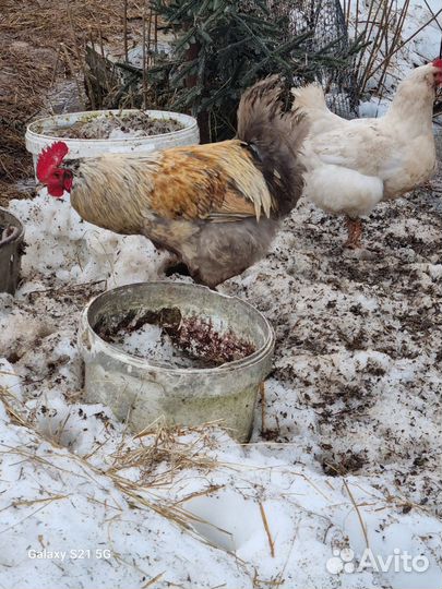 Петухи молодые