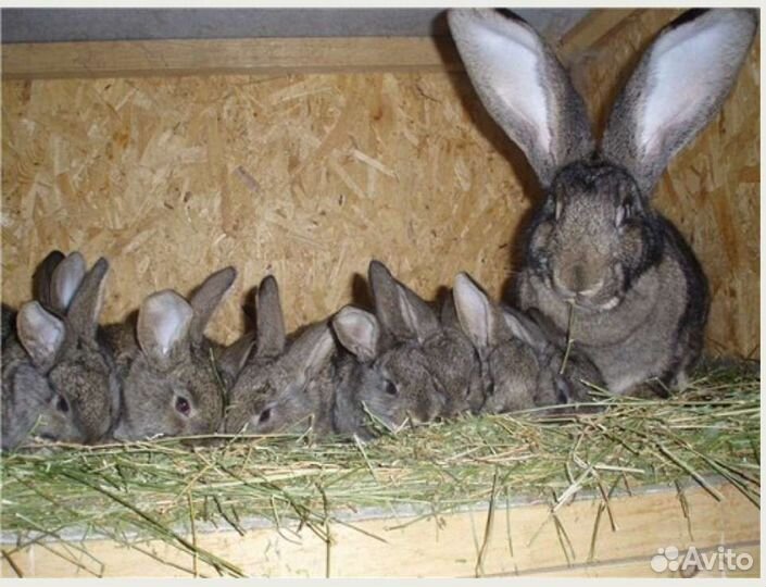 Продам кроликов