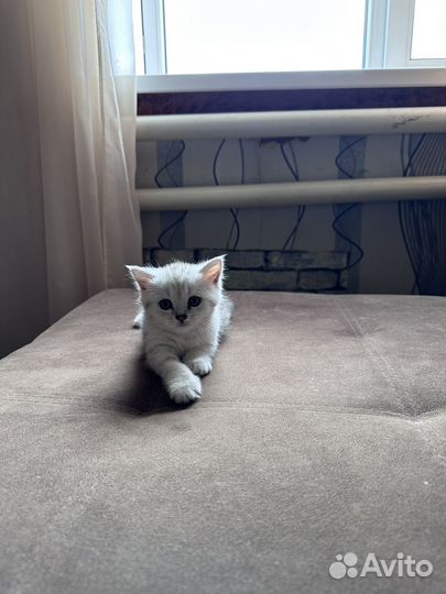 Шотландская кошка