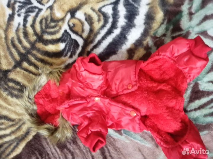 Одежда для маленьких собак зима