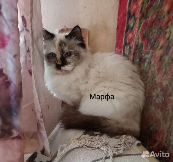 Невские Маскарадные кошки