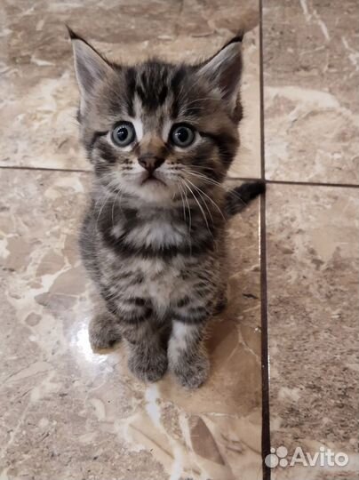 Котята мейн-кун