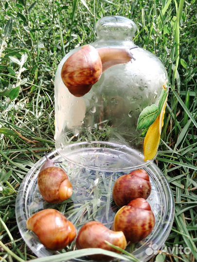 Улитки Архахатина Маргината Овум ух