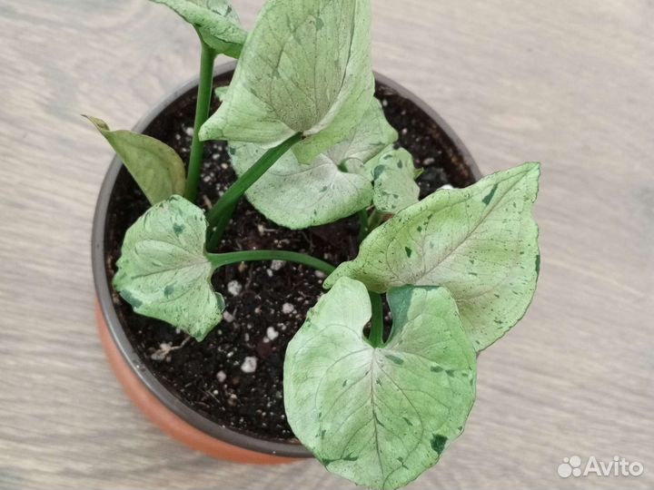 Сингониум Серый призрак, империал Вайт