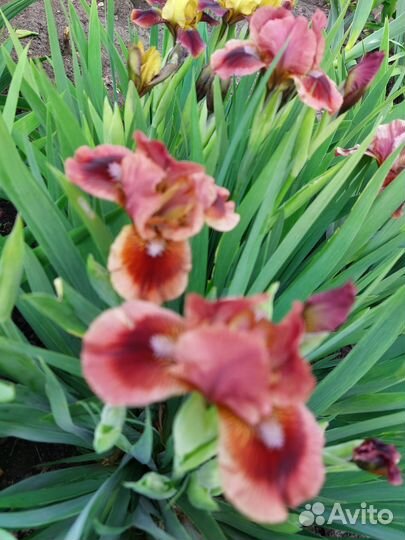 Набор карликовых ирисов №2