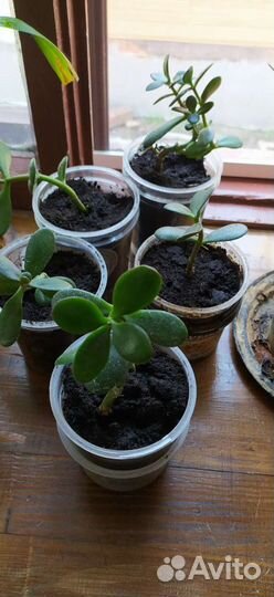 Денежное дерево толстянка