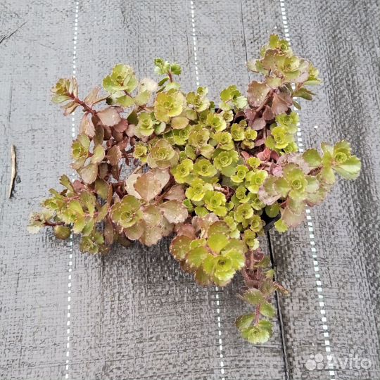 Очиток скальный