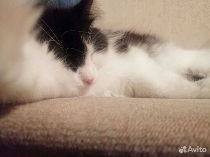 Оладушек Кая ищет новый дом