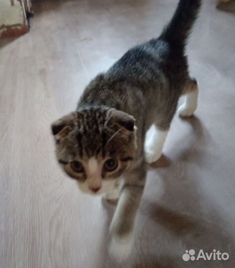 Шотландская