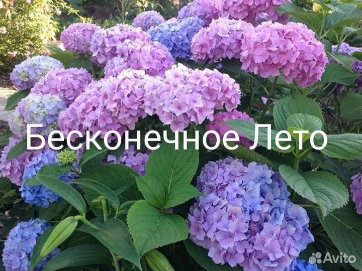 Гортензия крупнолистная