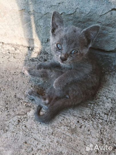 Котята в добрые руки бесплатно