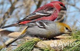 Лесные птицы