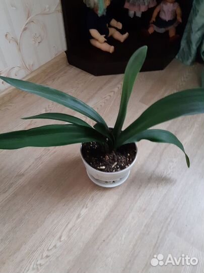 Цветок кливия