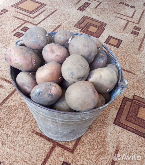 Картофель (для еды и посадки)
