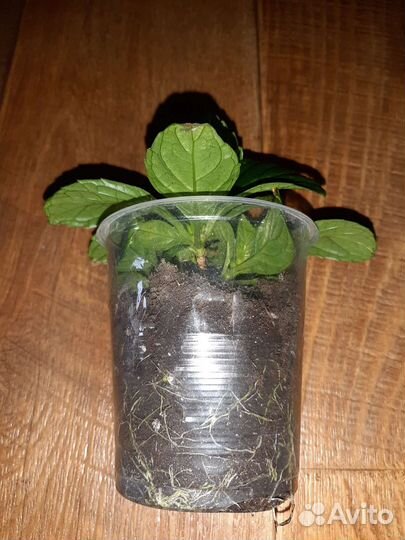 Гортензия крупнолистная