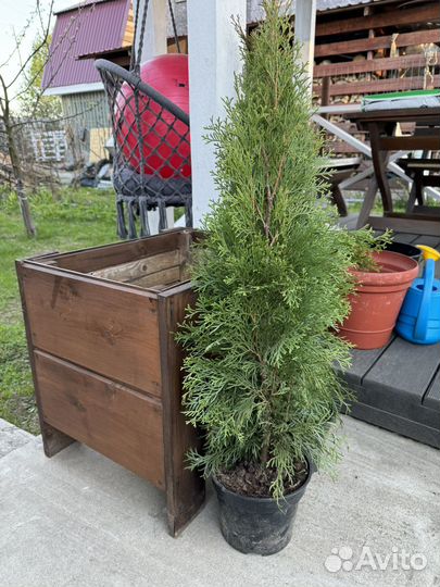 Туя смарагд