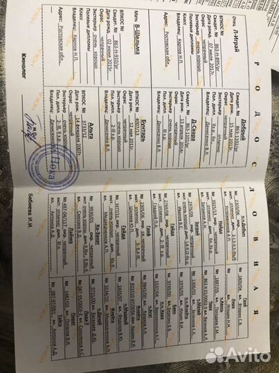 Русская гончая