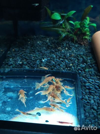 Сомики анциструсы супер ред