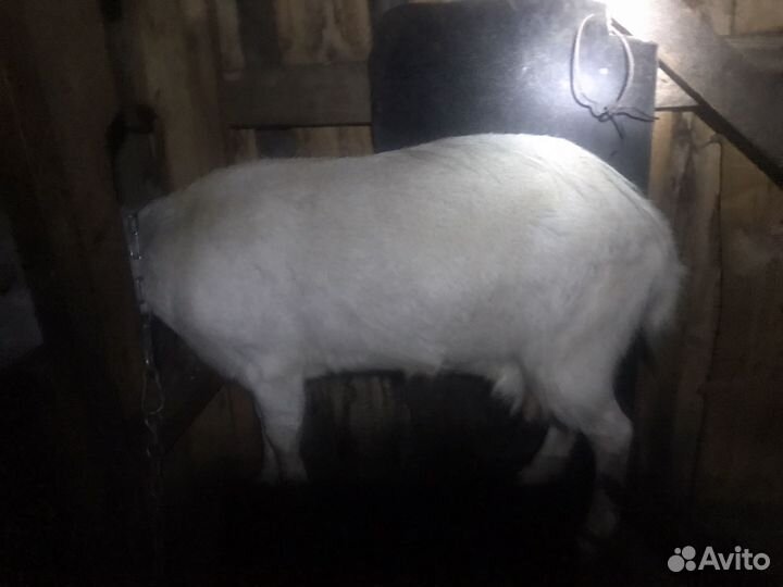 Коза нубийская