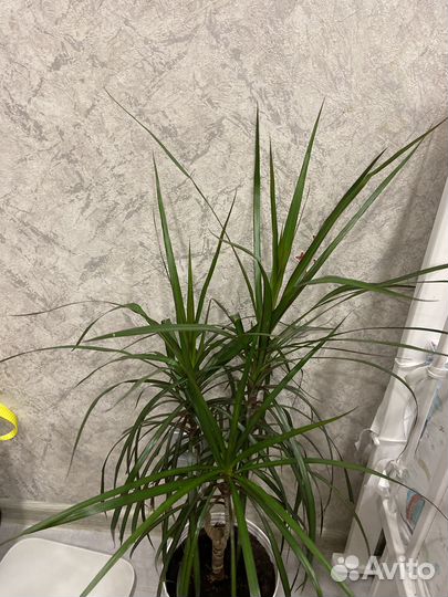 Пальма драцена 90 см