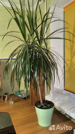 Пальма драцена