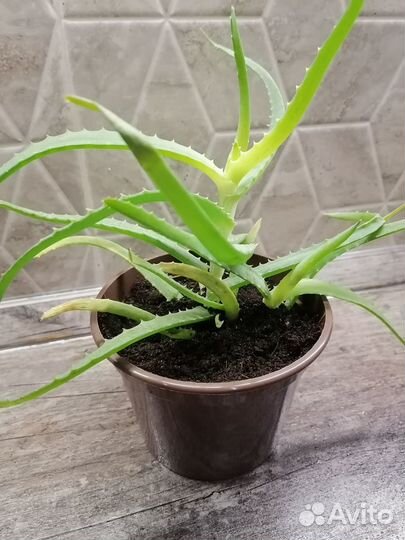 Алоэ, столетник лечебный