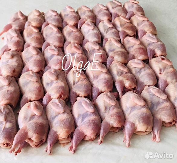 Инкубационное яйцо перепелов