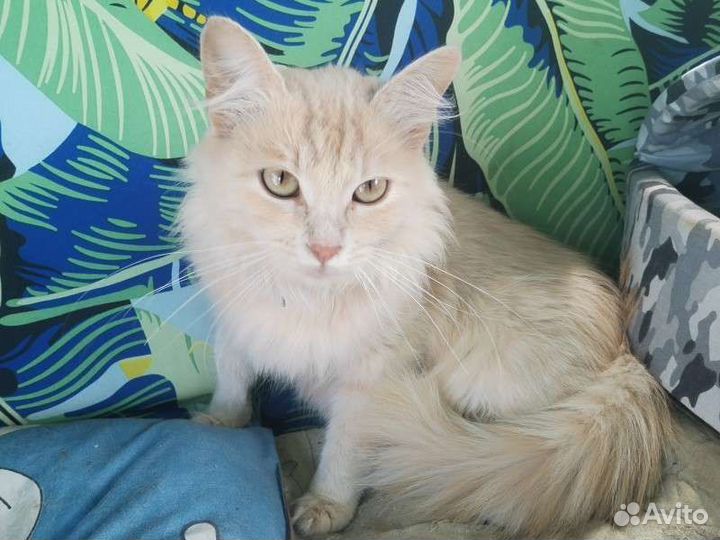 Кошечка Рыжик ищет дом