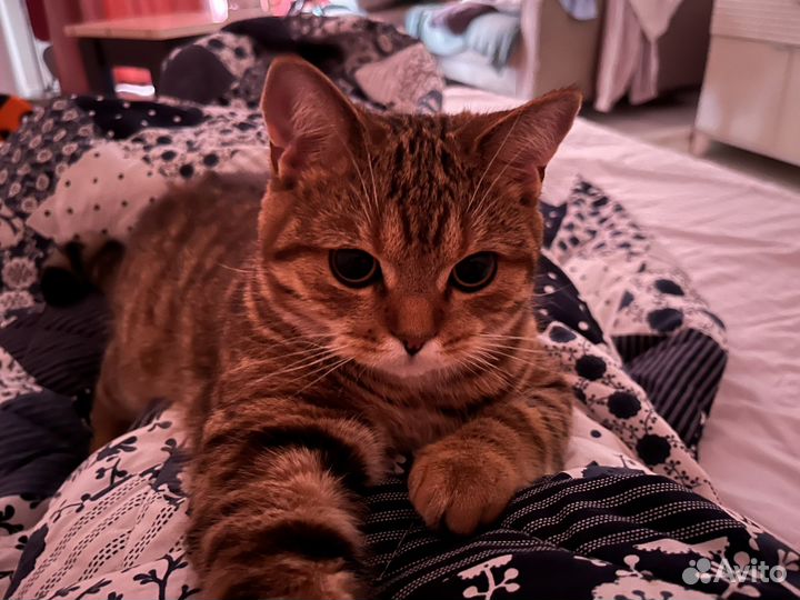 Кот британец на вязку