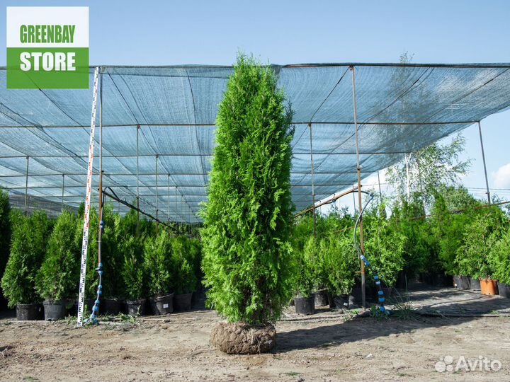 Туи колумна 200 см свежая копка 2023