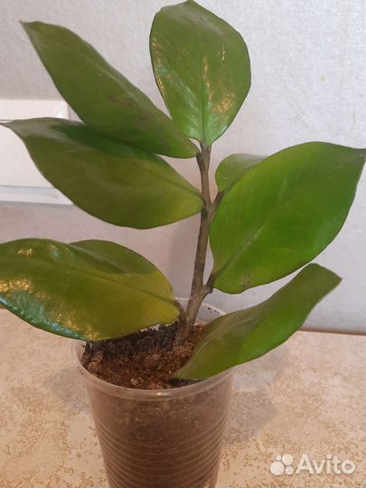 Замиакулькус