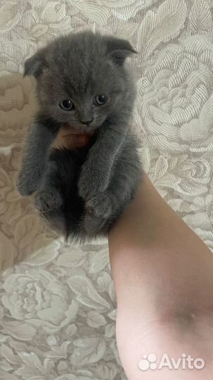 Котята шотландские со смесью британцев