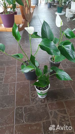 Антуриумы разных сортов